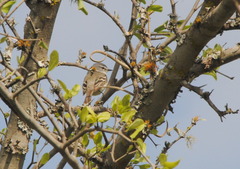 Serpophaga griseicapilla