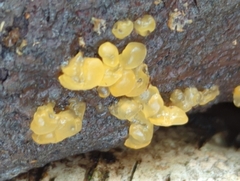 Dacrymyces stillatus