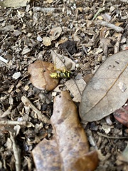 Vespula