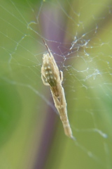 Uloborus walckenaerius