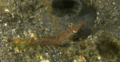 Heteropenaeus longimanus