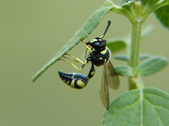 Eumenes