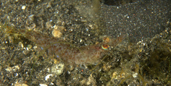 Heteropenaeus longimanus