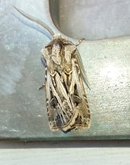 Agrotis gladiaria