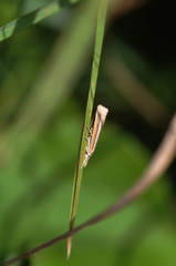 Agriphila selasella