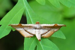 Calindoea elongatalis