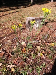 Lasiosiphon capitatus