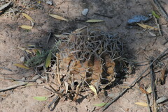 Gymnocalycium marsoneri
