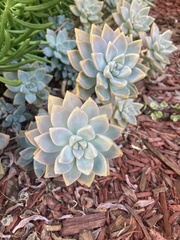 Graptopetalum