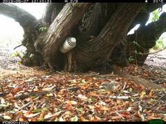 Sericornis maculatus