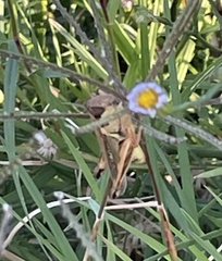 Melanoplini