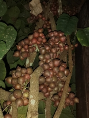 Schisandra macrocarpa