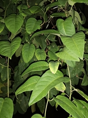 Schisandra macrocarpa