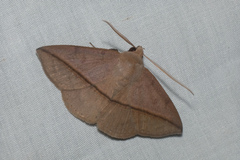 Ugia purpurea