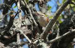 Cranioleuca pyrrhophia