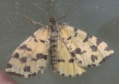 Pseudopanthera macularia