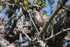 Cranioleuca pyrrhophia