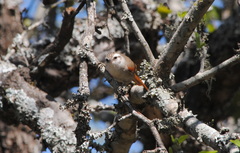 Cranioleuca pyrrhophia