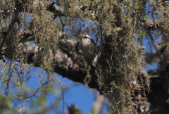 Cranioleuca pyrrhophia