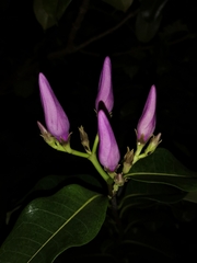 Cryptostegia