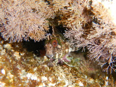 Parablennius gattorugine