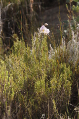 Gladiolus patersoniae