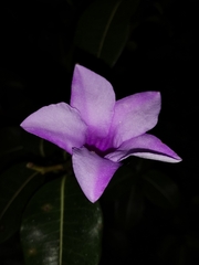 Cryptostegia