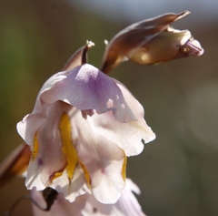 Gladiolus patersoniae
