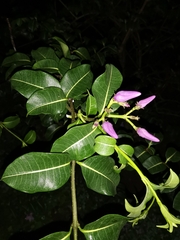 Cryptostegia