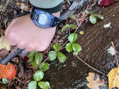 Rubus hispidus