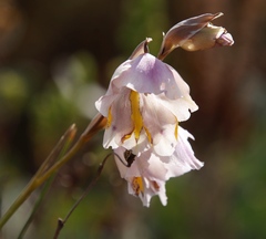Gladiolus patersoniae