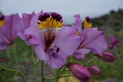 Alstroemeria magnifica magnifica