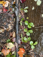 Rubus hispidus