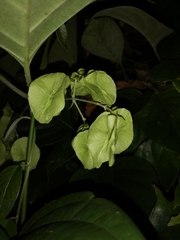 Aspidopterys tomentosa