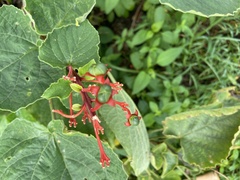 Clerodendrum speciosissimum