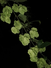 Aspidopterys tomentosa