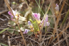 Gladiolus patersoniae