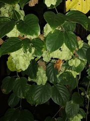 Aspidopterys tomentosa