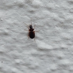 Trechus quadristriatus