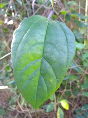 Ilex ambigua