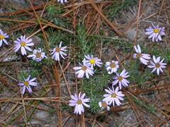 Ionactis linariifolia