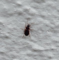 Trechus quadristriatus