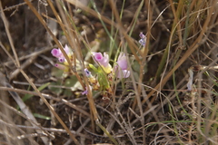 Gladiolus patersoniae