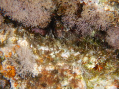 Parablennius gattorugine