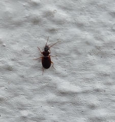 Trechus quadristriatus