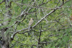 Saltatricula multicolor