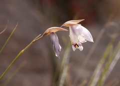 Gladiolus patersoniae