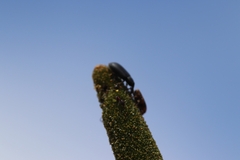 Paratranes zimmermani