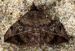 Anticarsia
