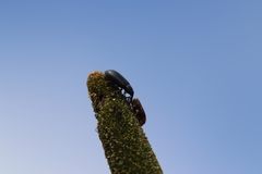 Paratranes zimmermani